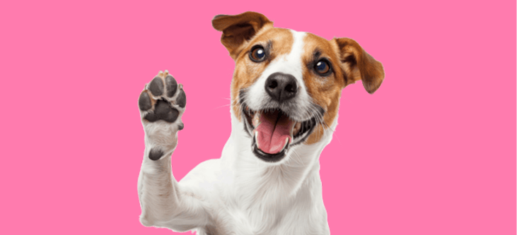 Categoria - Cachorros