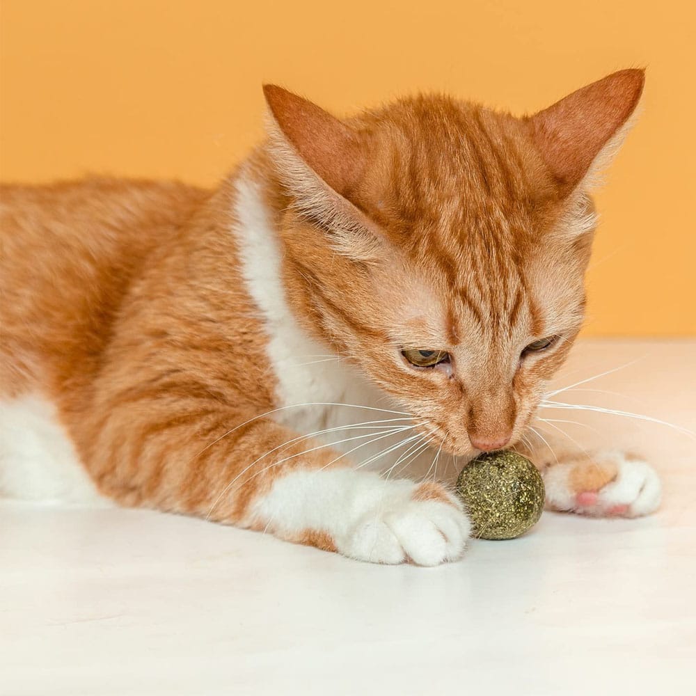 image_5e710f5b-4d58-4797-99c2-90efeb7536d3