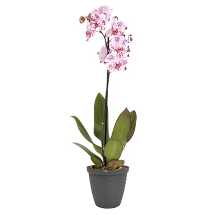 image_817e913d-c32e-468c-b3b8-54c33056cf7c