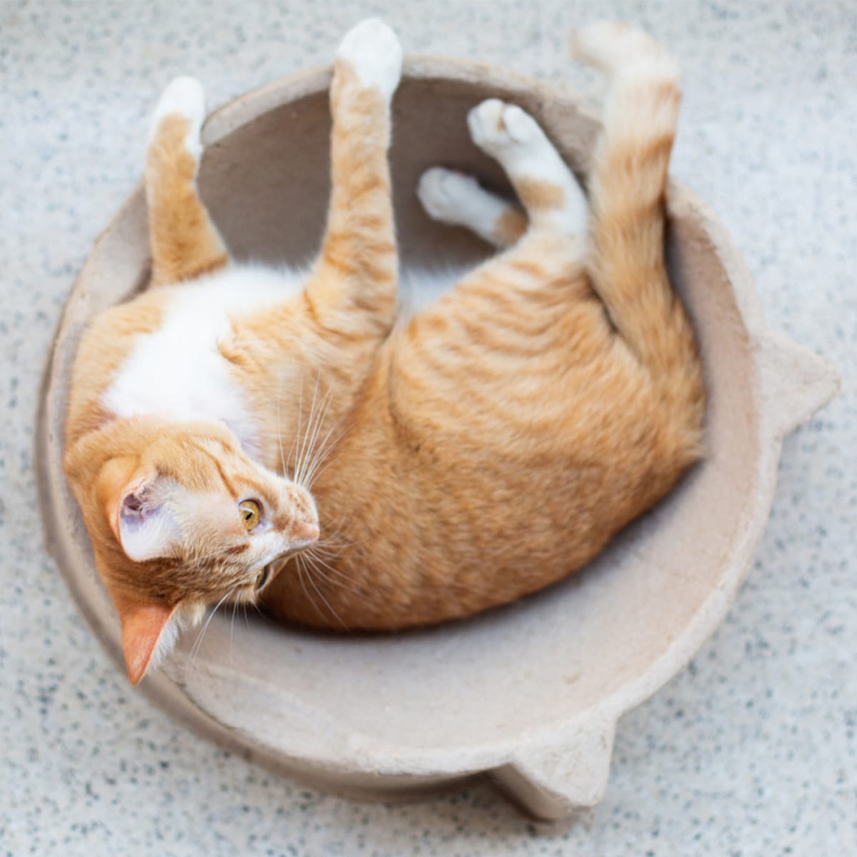 image_fc86fb1b-29af-4029-a806-bdcdb5a2413d