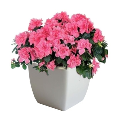 image_87a84f67-3fd1-4e9d-9d82-df27c7f128b6